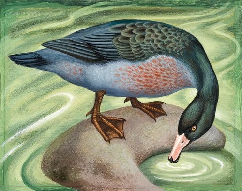 Eileen Mayo Blue duck 1976. Gouache and coloured pencil on paper. Purchased, 2005Reproduced courtesy of Dr Jillian Cassidy