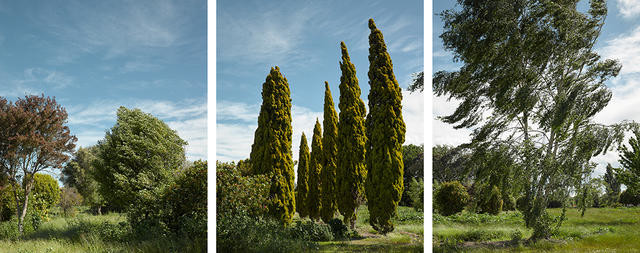 Halley Place, Avonside, 2015, Spring, During a Nor-west Wind