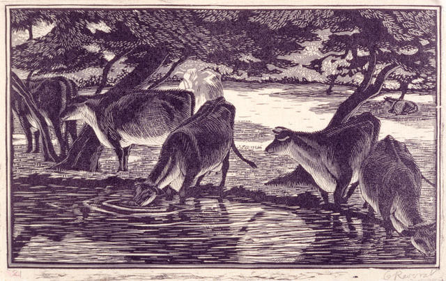 Cows Drinking