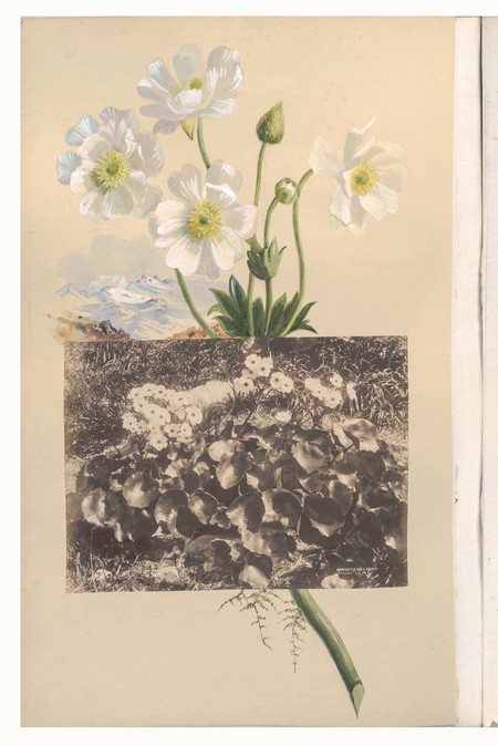 Margaret Stoddart Mount Cook Lilies. Album 2, Canterbury Museum, 2015.115.83-84, p.21