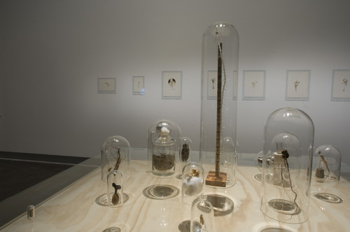 Zina Swanson Some People's Plants Never Flower... 2007 Glass, wood, organic material. Purchased with the support of Coffey Projects, 2007