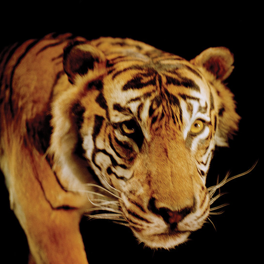 Gavin Hipkins Romance: London (Tiger) 2004. C-type print. Collection of Christchurch Art Gallery Te Puna o Waiwhetū 2015