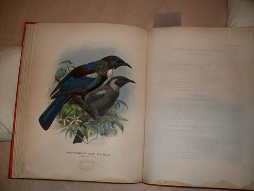 Tui from Walter Buller's A History of the Birds of New Zealand (1873) Collection: Christchurch City Libraries Ngā Kete Wānanga-o-Ōtautahi