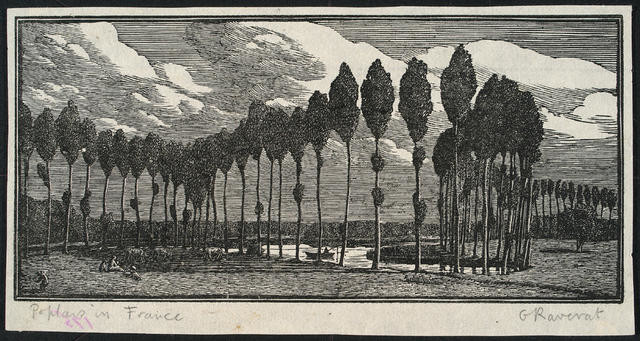Poplars in France