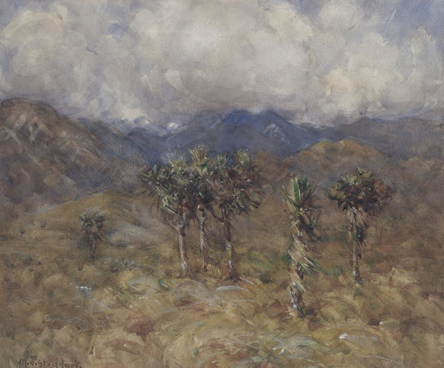 Cabbage Trees, Clarence Valley, Kaikoura
