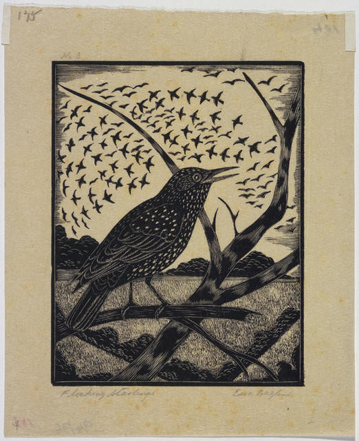 Flocking Starlings