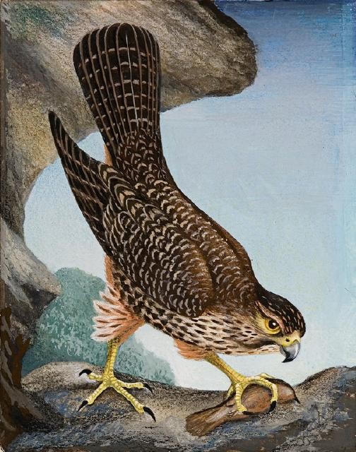 Kārearea / New Zealand Falcon