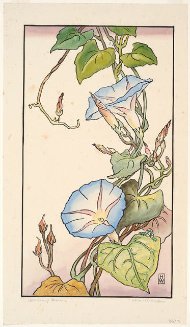 Morning Glory