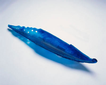 Te Waka Taniwha