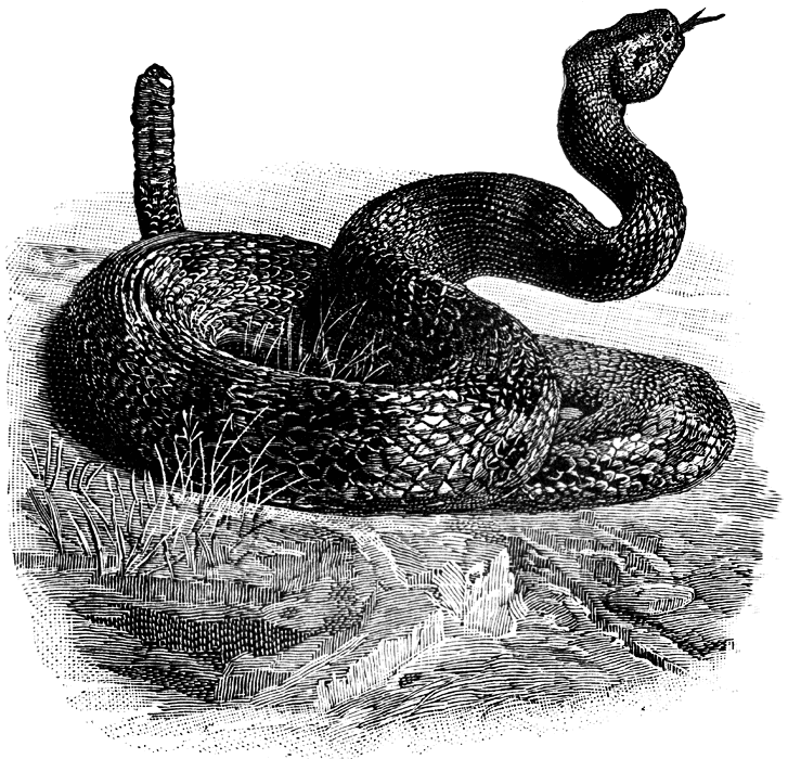 Rattlesnake, from The Century Dictionary and Cyclopedia: An Encyclopedic Lexicon of the English Language. (New York: The Century Co., 1889)